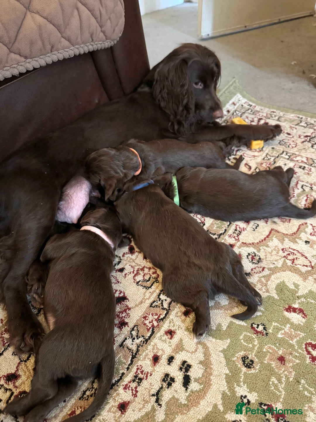 Cocker Spaniel dogs for sale: Beautiful Chocolate Working Cockers - Last 2 boys - Advert 2