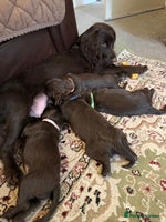 Cocker Spaniel dogs Beautiful Chocolate Working Cockers - Last 2 boys - Advert 3