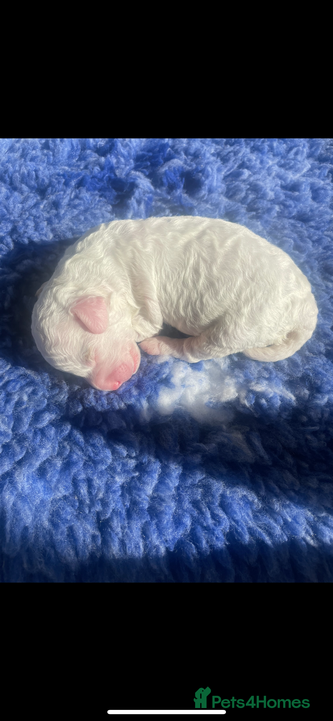 Cockapoo dogs for sale: F1b cockapoo puppies  - Image 11