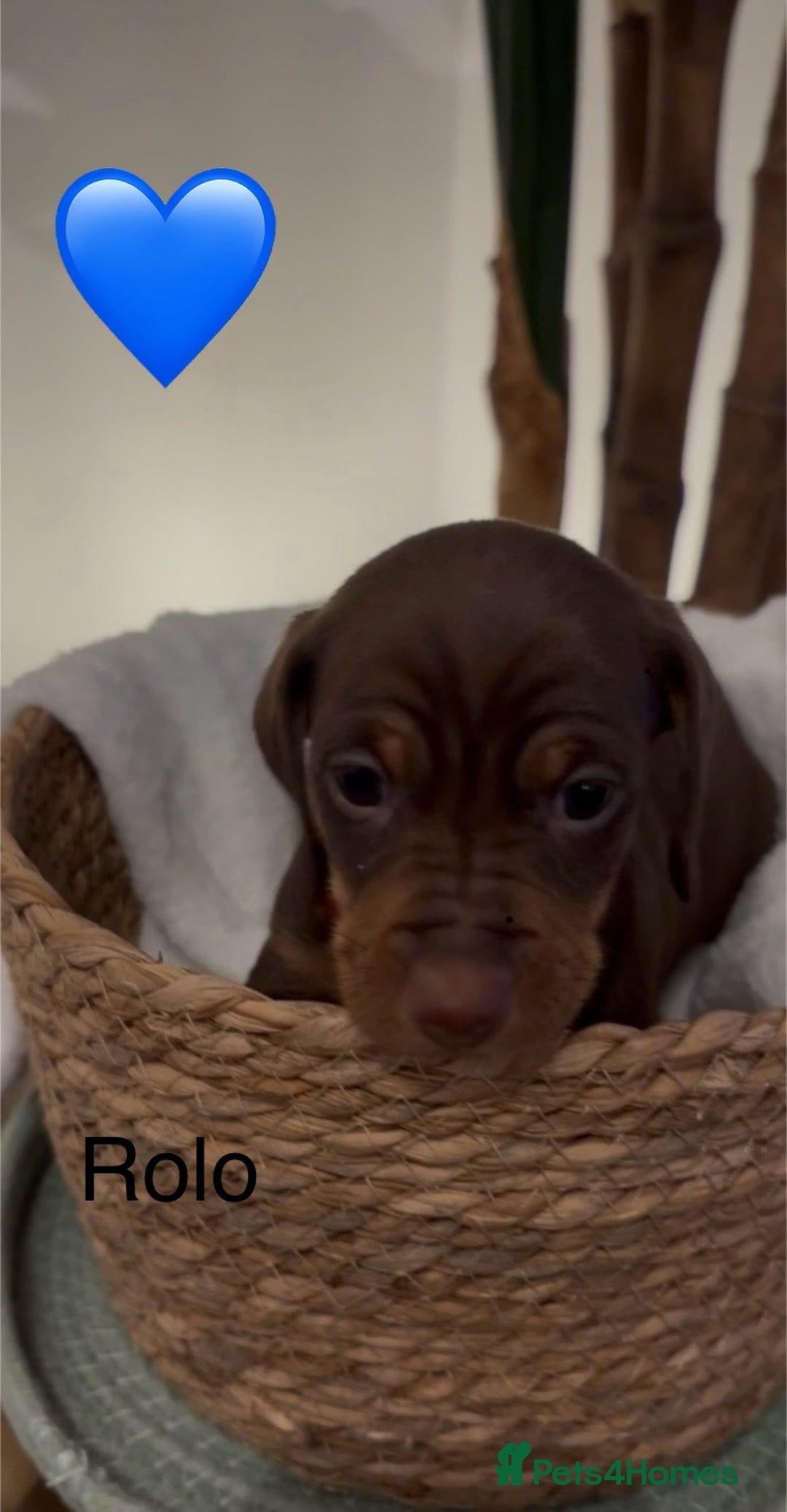 Miniature Dachshund dogs for sale: Miniature dachshund puppies  - Advert 14