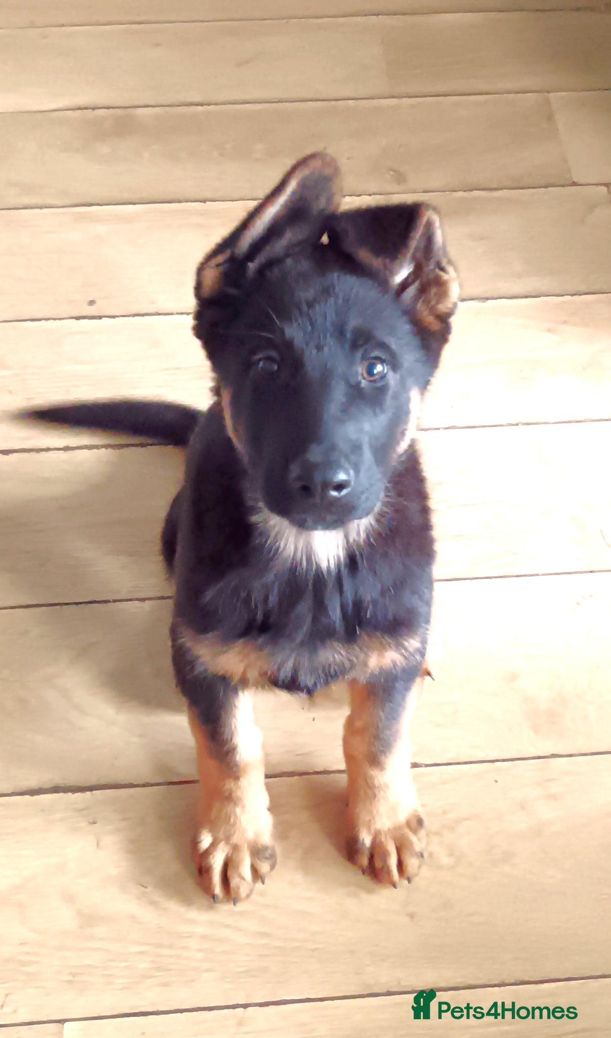 German Shepherd dogs ⭐⭐ ⭐ German Shepherd ⭐⭐⭐  - Advert 2