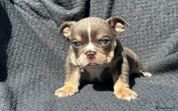 English Bulldog dogs for sale: Ready Now Beautiful English Bull Dogs KC reg  - Image 13