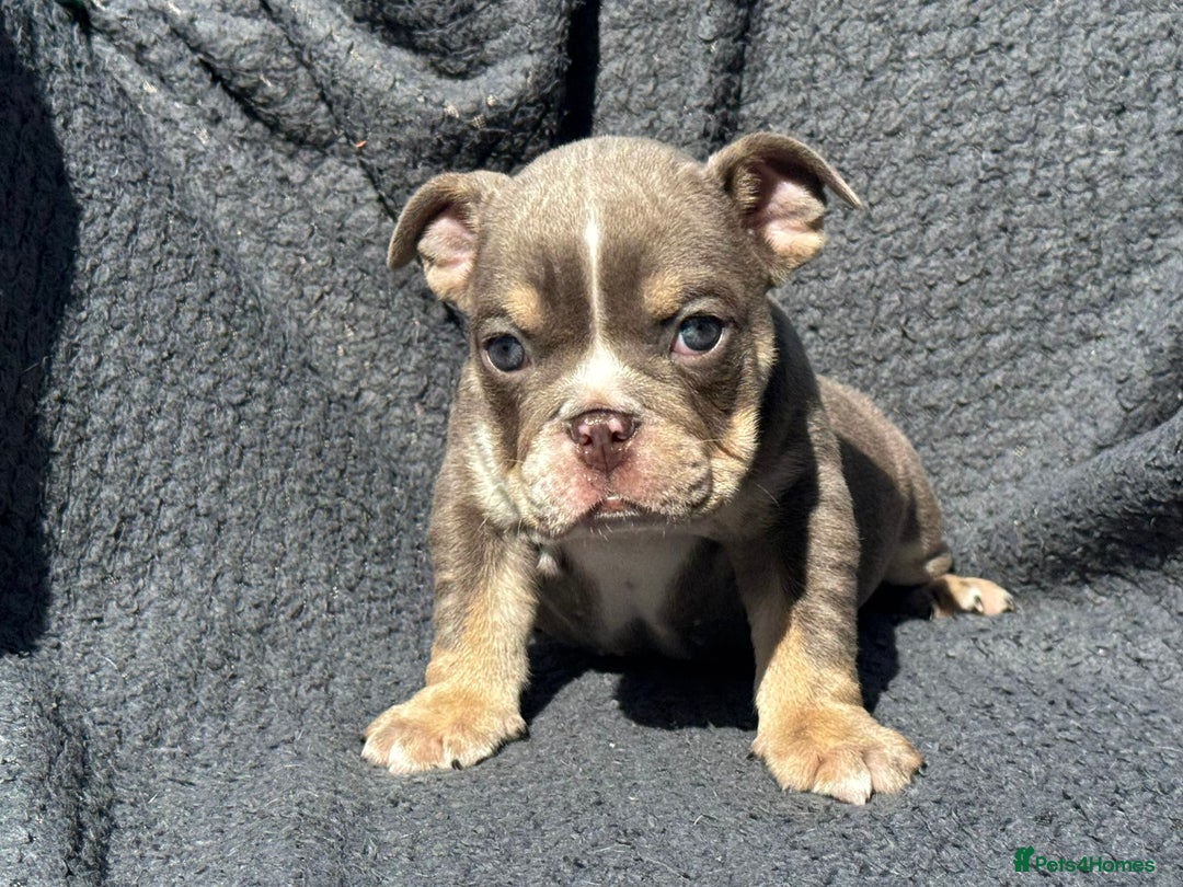English Bulldog dogs for sale: Ready Now Beautiful English Bull Dogs KC reg  - Image 13