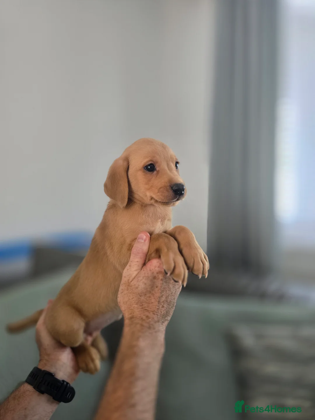 Labrador Retriever dogs for sale: Kc registered Fox red labrador puppies LAST BOYS   - Advert 29