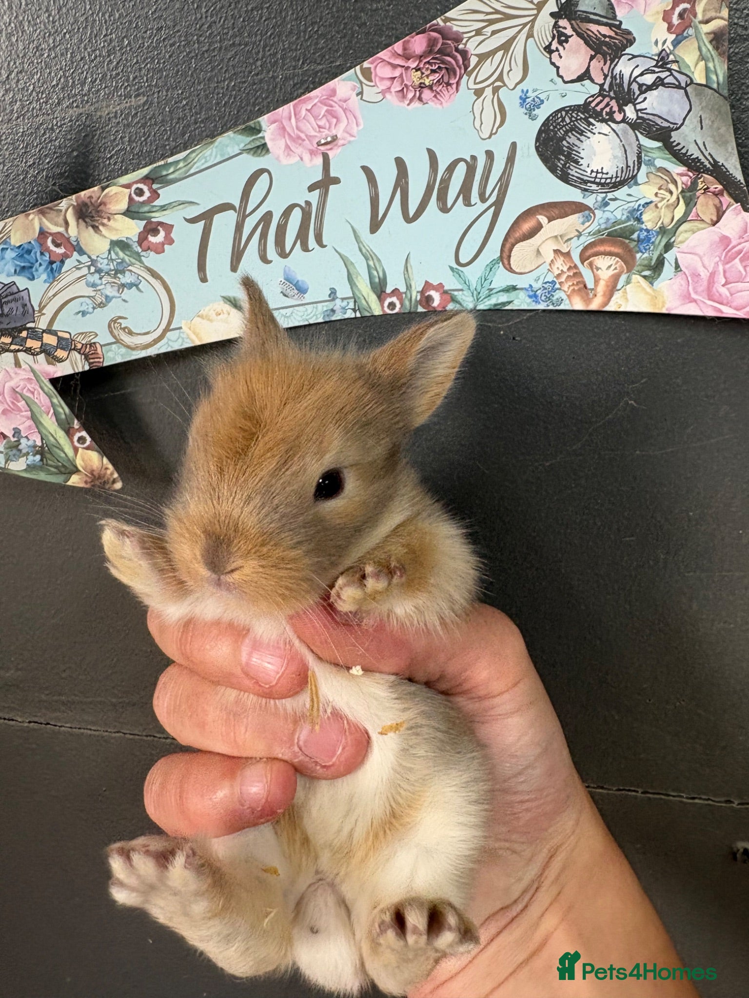 Lionhead rabbits LionHead x Netherlands dwarfs  - Advert 2