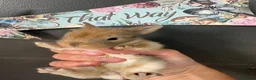 Lionhead rabbits for sale: LionHead x Netherlands dwarfs  - Advert 1