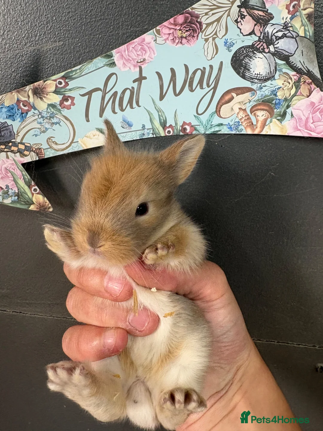 Lionhead rabbits for sale: LionHead x Netherlands dwarfs  - Advert 1