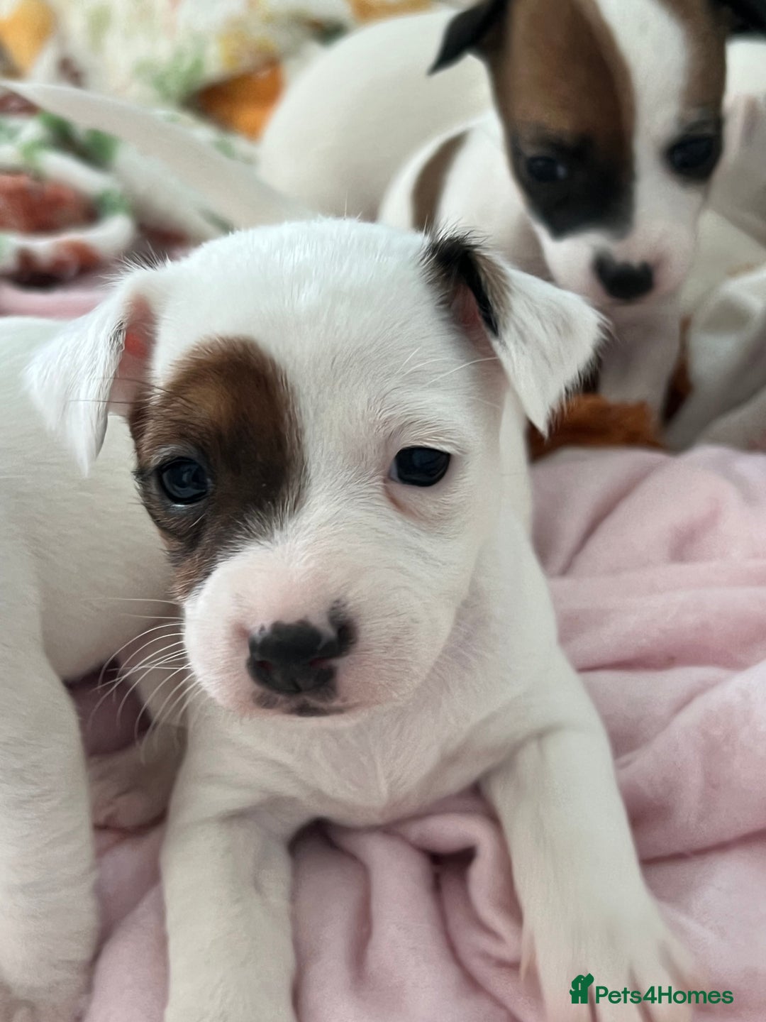 Jack Russell dogs for sale: Stunning Miniature Jack Russell Puppies!!! - Advert 10