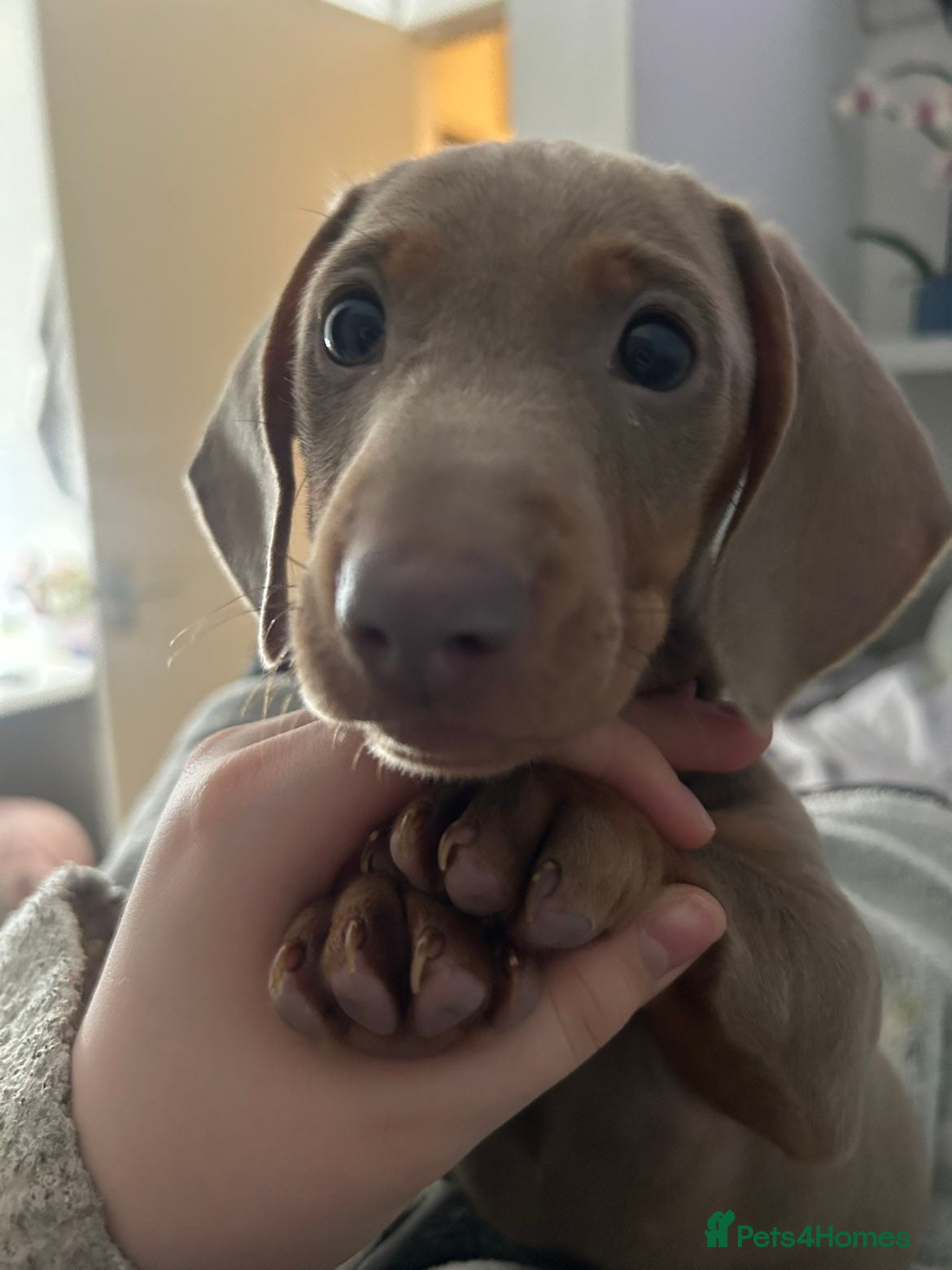 Miniature Dachshund dogs Miniature daschund  - Advert 12