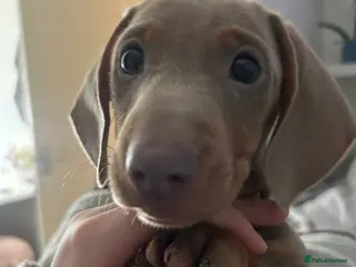 Miniature Dachshund dogs Miniature daschund - Advert 12