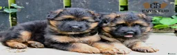 German Shepherd dogs for sale: Top Quality male long coat German shepherd import  - Advert 3