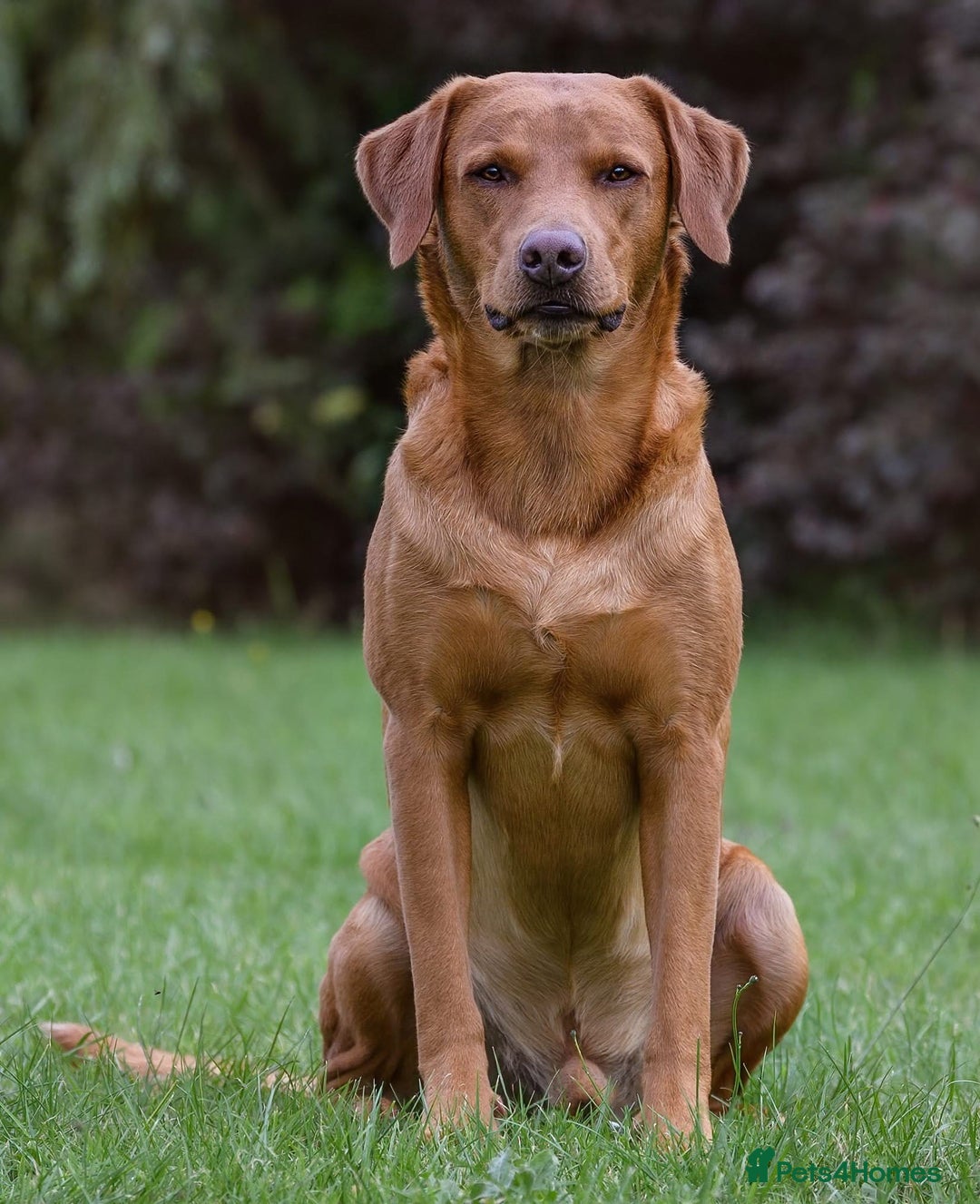 Labrador Retriever dogs for sale: Fully Health & Eye tested parents KC Registered A* - Image 4