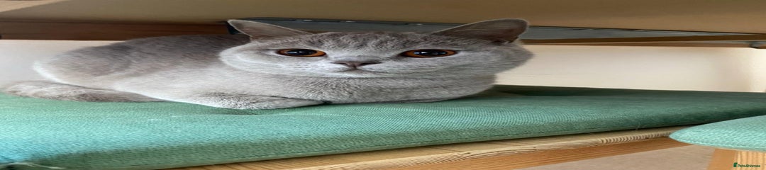 ⭐ Beautiful British Shorthair Hazel, 3.5 Years