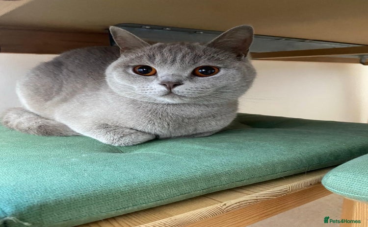 British Shorthair cats ⭐ Beautiful British Shorthair Hazel, 3.5 Years Old - Advert 2