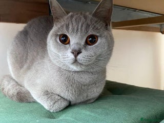 British Shorthair cats ⭐ Beautiful British Shorthair Hazel, 3.5 Years Old - Advert 1