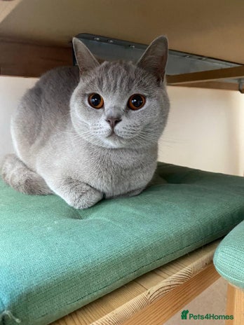 British Shorthair cats ⭐ Beautiful British Shorthair Hazel, 3.5 Years Old - Advert 1