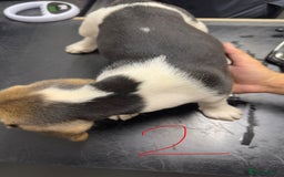 Beagle dogs for sale: Beagle puppies‼️Ready to leave NOW‼️ - Image 22