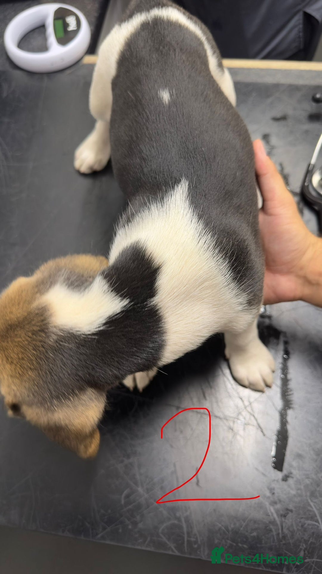 Beagle dogs for sale: Beagle puppies‼️Ready to leave NOW‼️ - Image 22