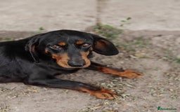 Mixed Breed dogs for adoption: 💖🐶 LEANA 🐶💖 - Image 9