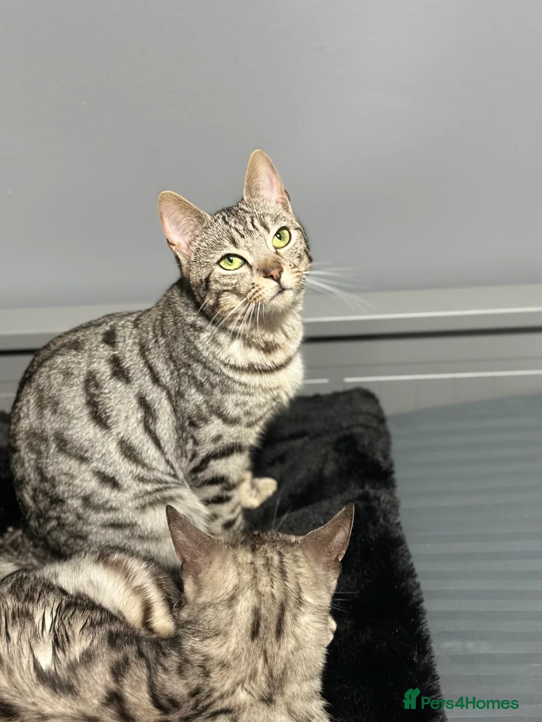 Bengal cats for sale: Gorgeous Bengal X Female!! - Advert 2