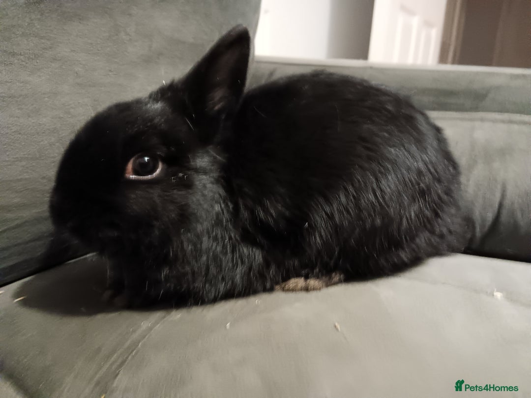 Netherland Dwarf rabbits for sale: Netherland dwarf ,,《show stock》 - Advert 5