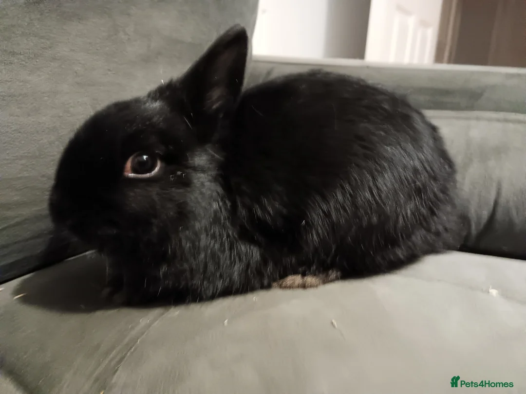 Netherland Dwarf rabbits for sale: Netherland dwarf ,,《show stock》 - Advert 5