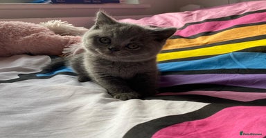 British Shorthair cats - Advert 5
