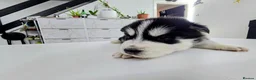 Shepsky dogs for sale: The new generation has arrived 🙌  - Advert 15
