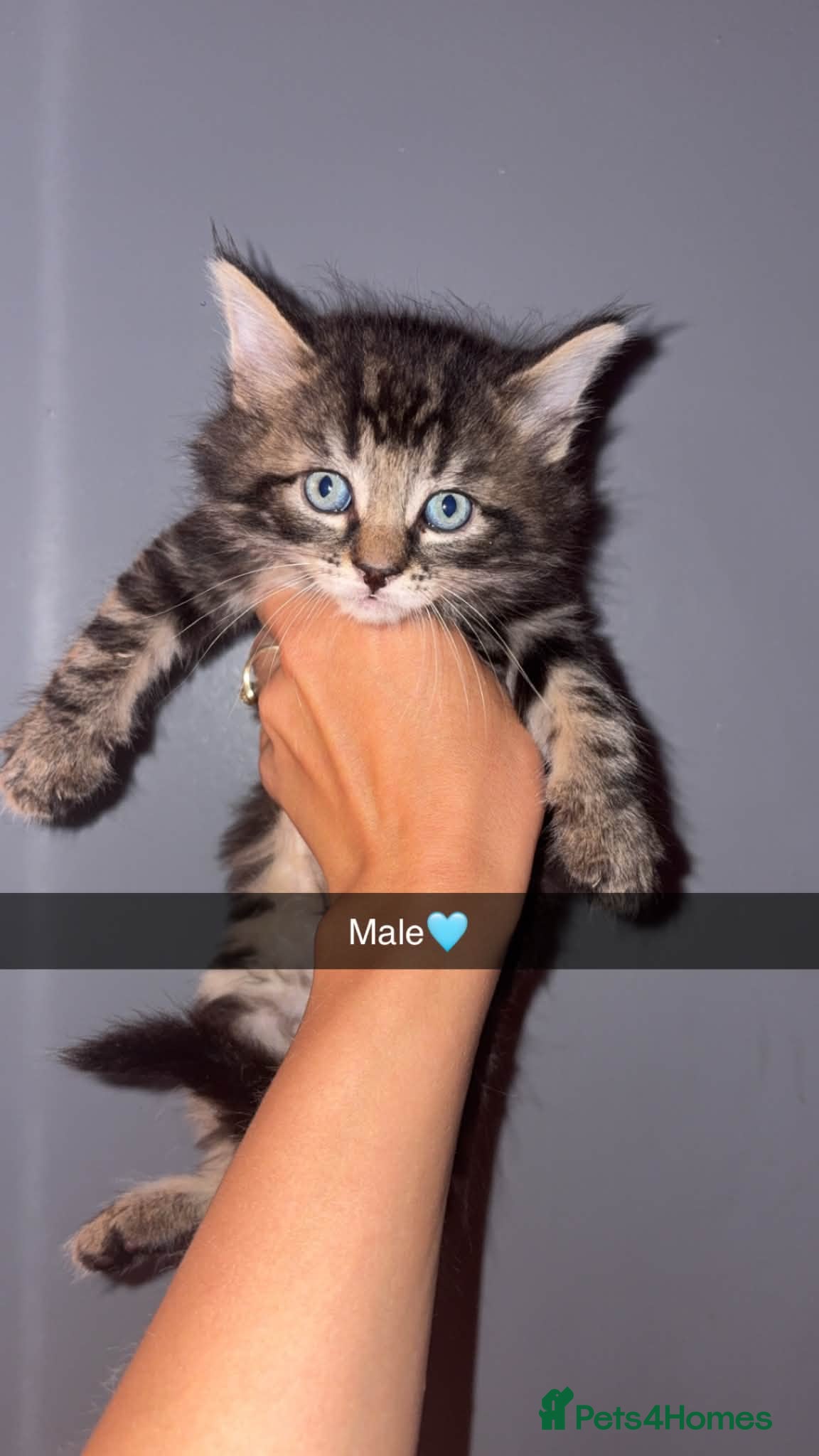 Mixed Breed cats 4 Maine coon X kittens  - Advert 10