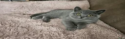 British Shorthair cats for sale: British Shorthair chunky girl - Advert 12