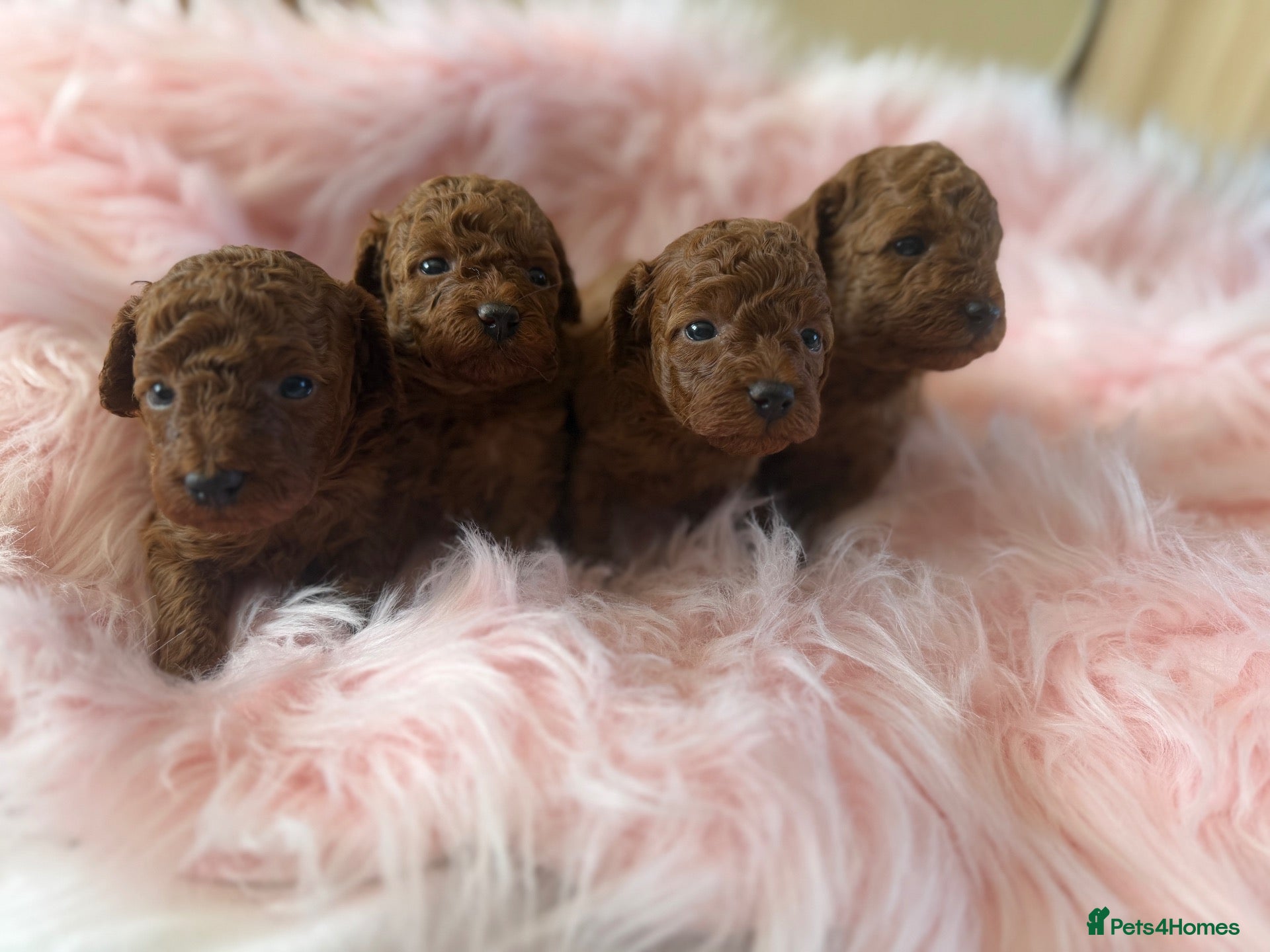 Miniature Poodle dogs Solid red poodle 🐶 - Advert 5