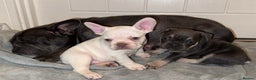 French Bulldog dogs for sale: 2 beautiful french bulldog girls - Advert 5