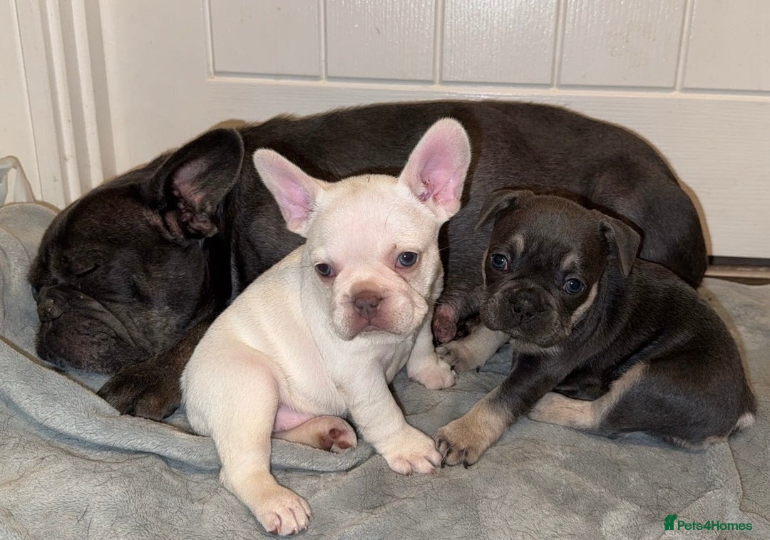 French Bulldog dogs for sale: 2 beautiful french bulldog girls - Advert 5