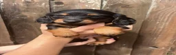 Miniature Dachshund dogs for sale: KC registered long haired miniature dachshund  - Advert 2