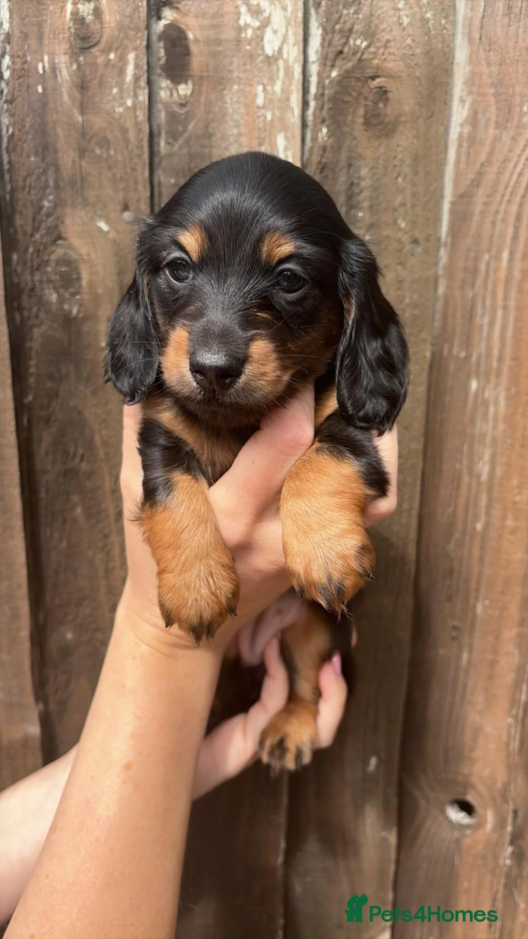 Miniature Dachshund dogs for sale: KC registered long haired miniature dachshund  - Advert 2
