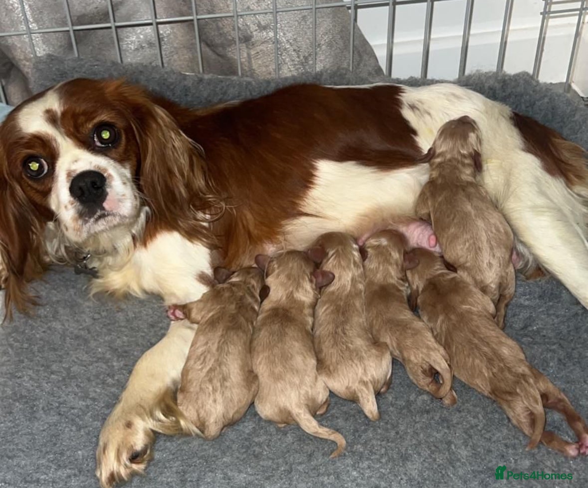 Cavapoo dogs CAVAPOO puppies for sale  - Advert 3