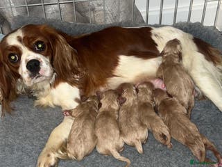 Cavapoo dogs CAVAPOO puppies for sale - Advert 8