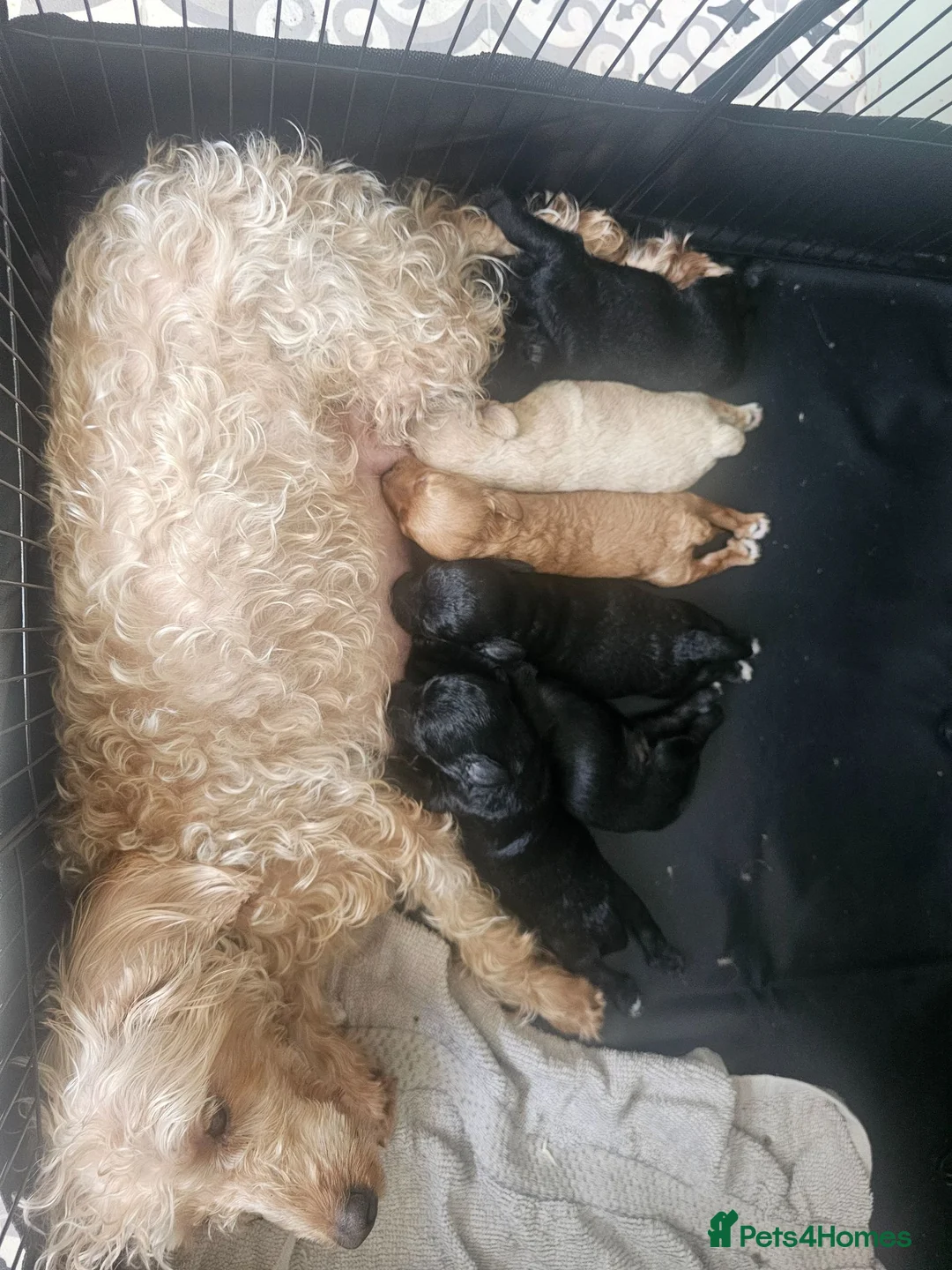 Schnoodle dogs for sale: 🐶 F2 Schnoodles looking for their loving Homes 🐶 in Romford - Advert 2