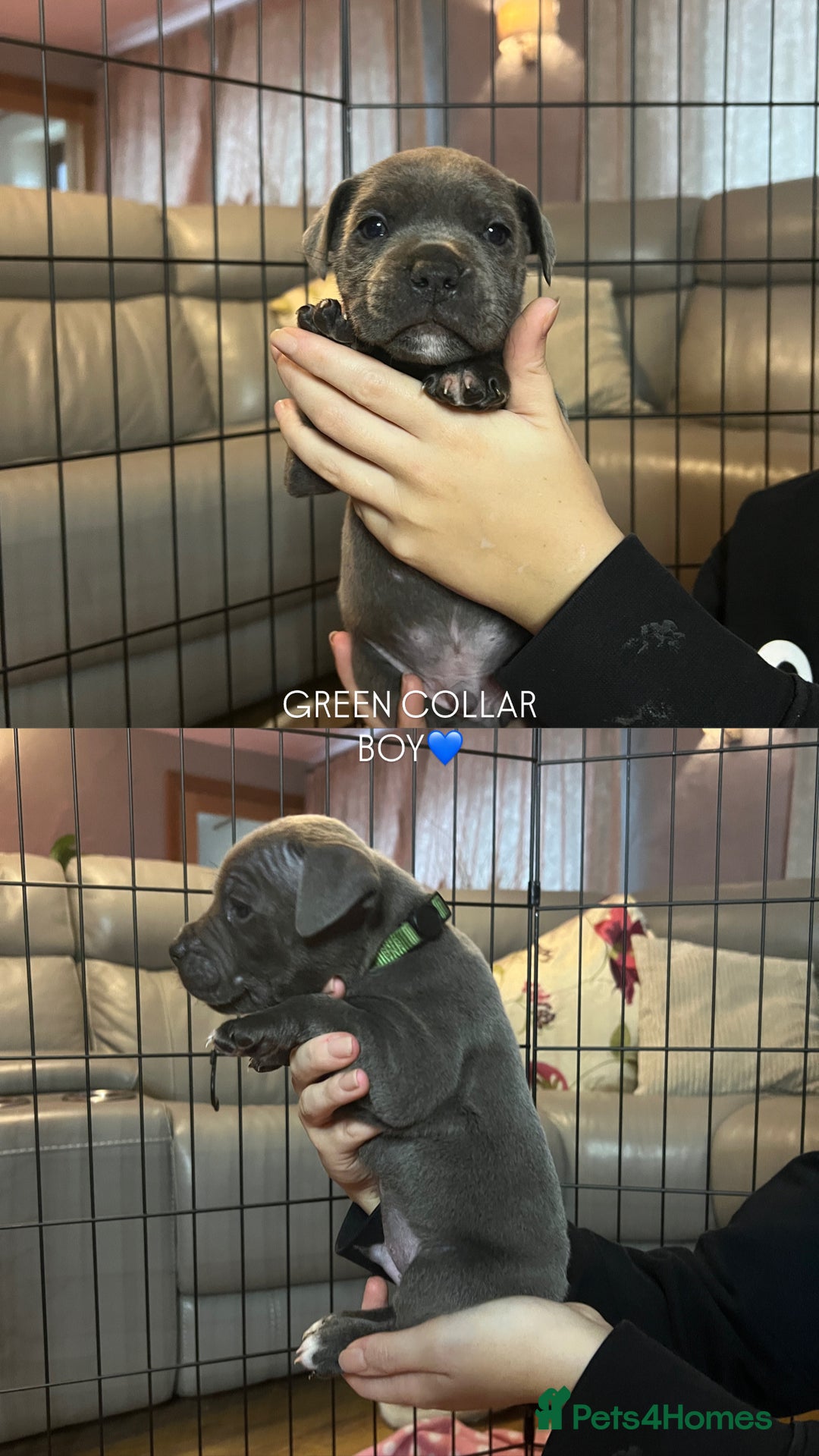 Staffordshire Bull Terrier dogs for sale: 🐾🔥7 beautiful blue staffy’s for sale🔥🐾 - Advert 3