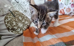 Mixed Breed cats for sale: Gorgeous Large Maine Coon Cross Kittens - Image 15
