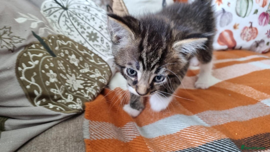 Mixed Breed cats for sale: Gorgeous Large Maine Coon Cross Kittens - Image 15