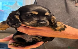 Cocker Spaniel dogs for sale: Cocker spaniel puppies-show type - Image 12