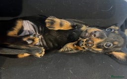 Miniature Dachshund dogs for sale: Stunning kc reg miniature dachshunds  - Image 5