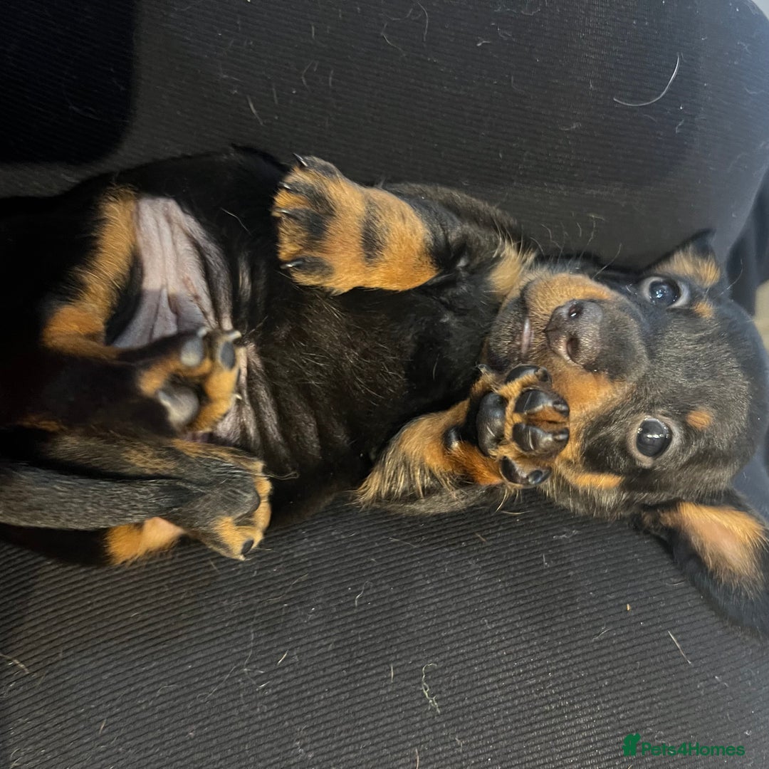 Miniature Dachshund dogs for sale: Stunning kc reg miniature dachshunds  - Image 5