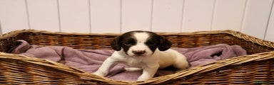English Springer Spaniel Puppy 2