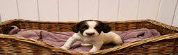 English Springer Spaniel dogs for sale: 1 BOY LEFT!! Working Bred Springer Spaniel.  - Advert 28