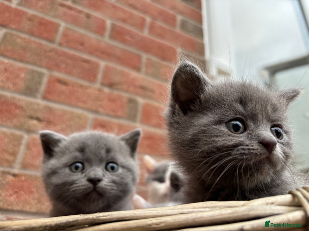 British Shorthair cats for sale: British shorthair kittens  - Image 20