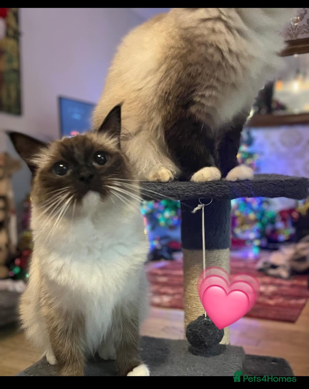 Ragdoll cats for sale: Beautiful pure ragdoll kittens  - Advert 11