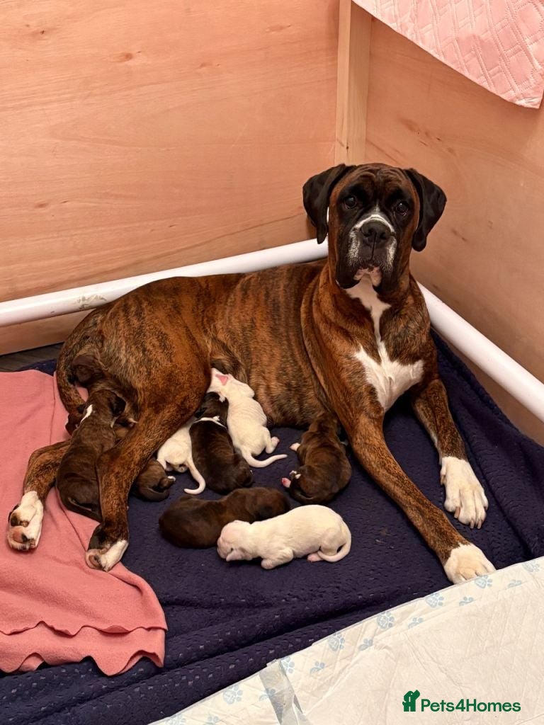 Boxer dogs Boxer puppies - Advert 14