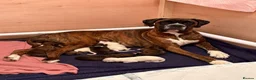 Boxer dogs for sale: Boxer puppies in Plymouth - Advert 1